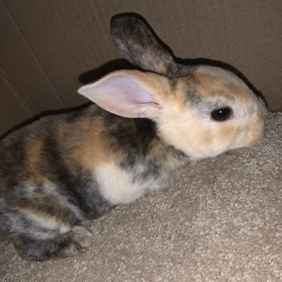 Baby Standard Rex Rabbits For Sale