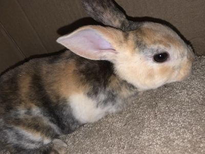 Baby Standard Rex Rabbits For Sale