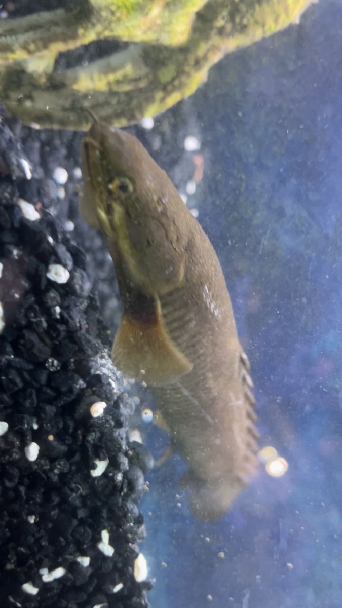 Senegal Bichir