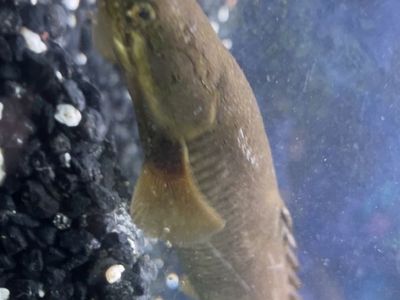Senegal Bichir
