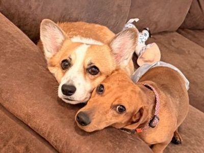 Cute pup besties!