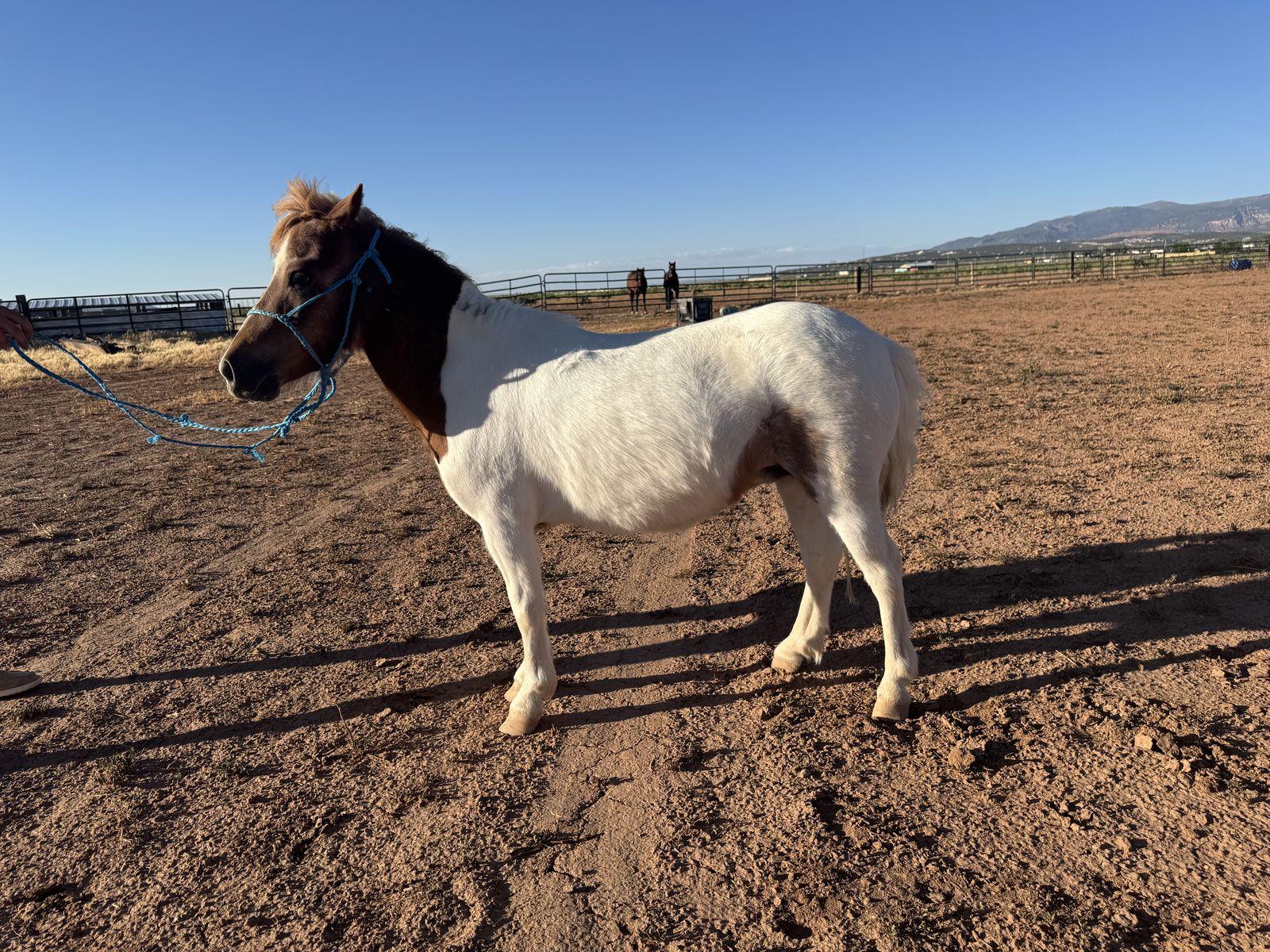 7 year old pony