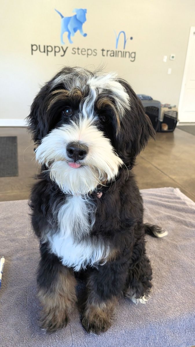 Adorable Bernedoodle Puppy - Ready for a Loving guardian Home!