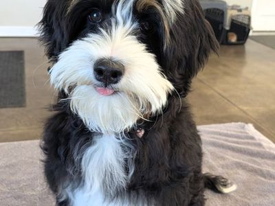 Adorable Bernedoodle Puppy - Ready for a Loving guardian Home!