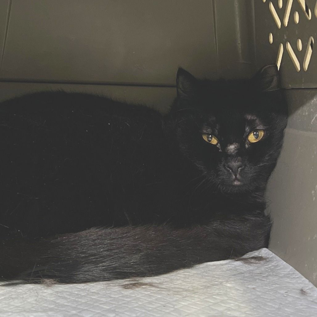 Hello my name is Yam