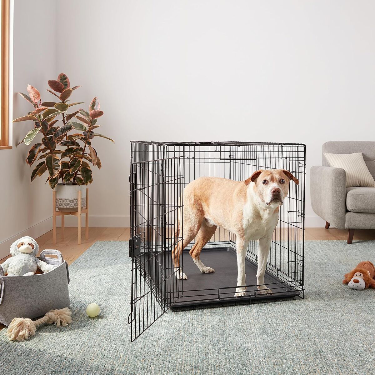 Amazon Basics Foldable Metal Wire Dog Crate with Tray, Single Door, 48 Inch