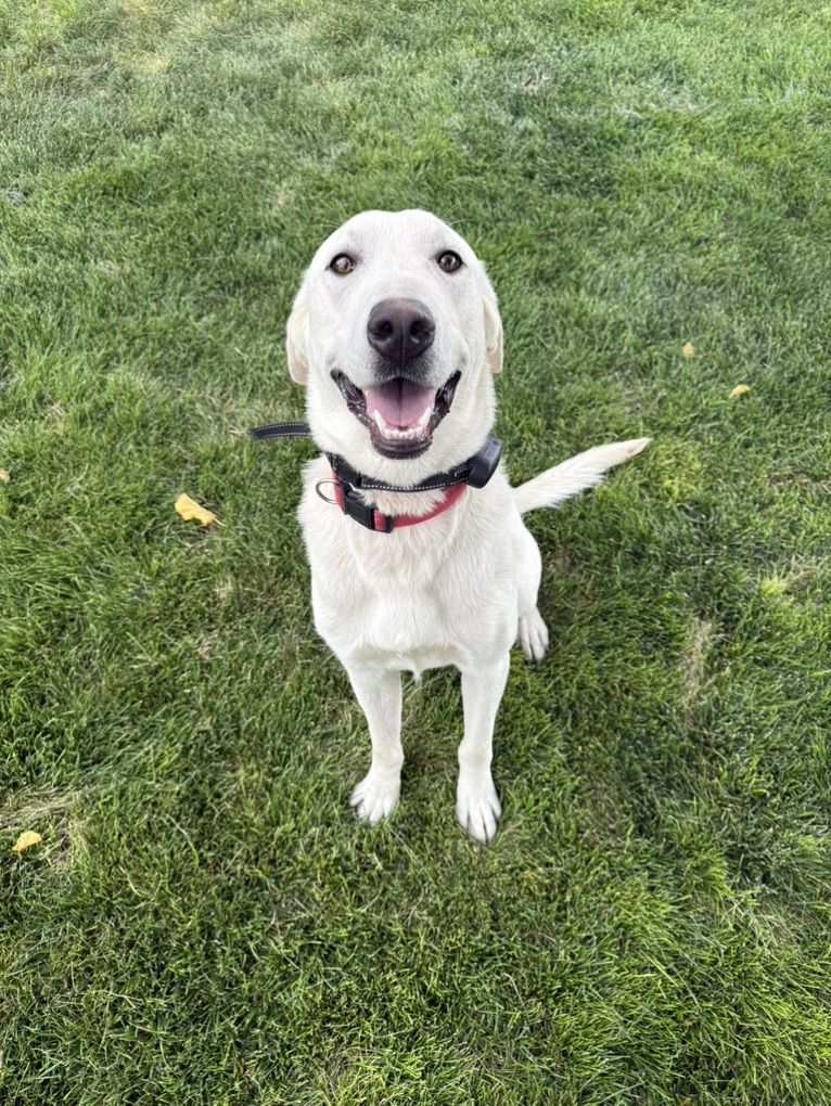 White Male Labrador 1 Yr. Very Well Bred! Read!