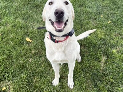 White Male Labrador 1 Yr. Very Well Bred! Read!