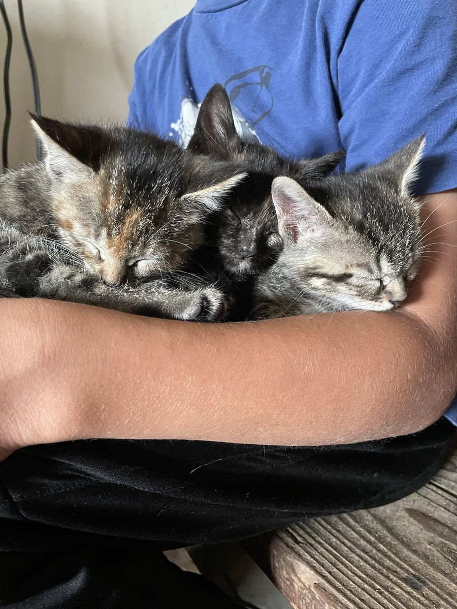Adorable Kittens
