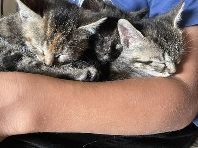 Adorable Kittens