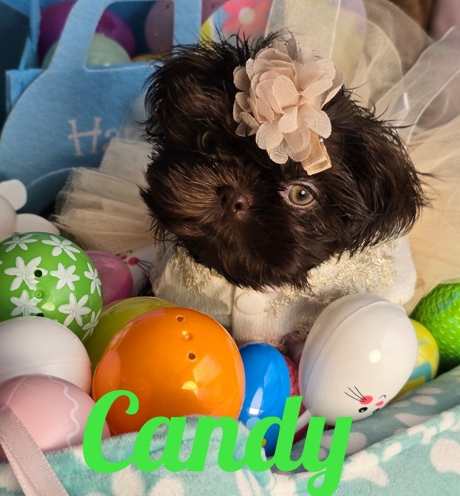 AKC Imperial Shih tzu