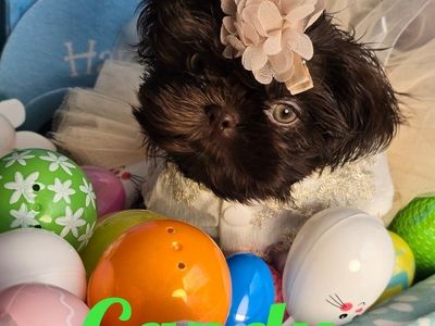 AKC Imperial Shih tzu