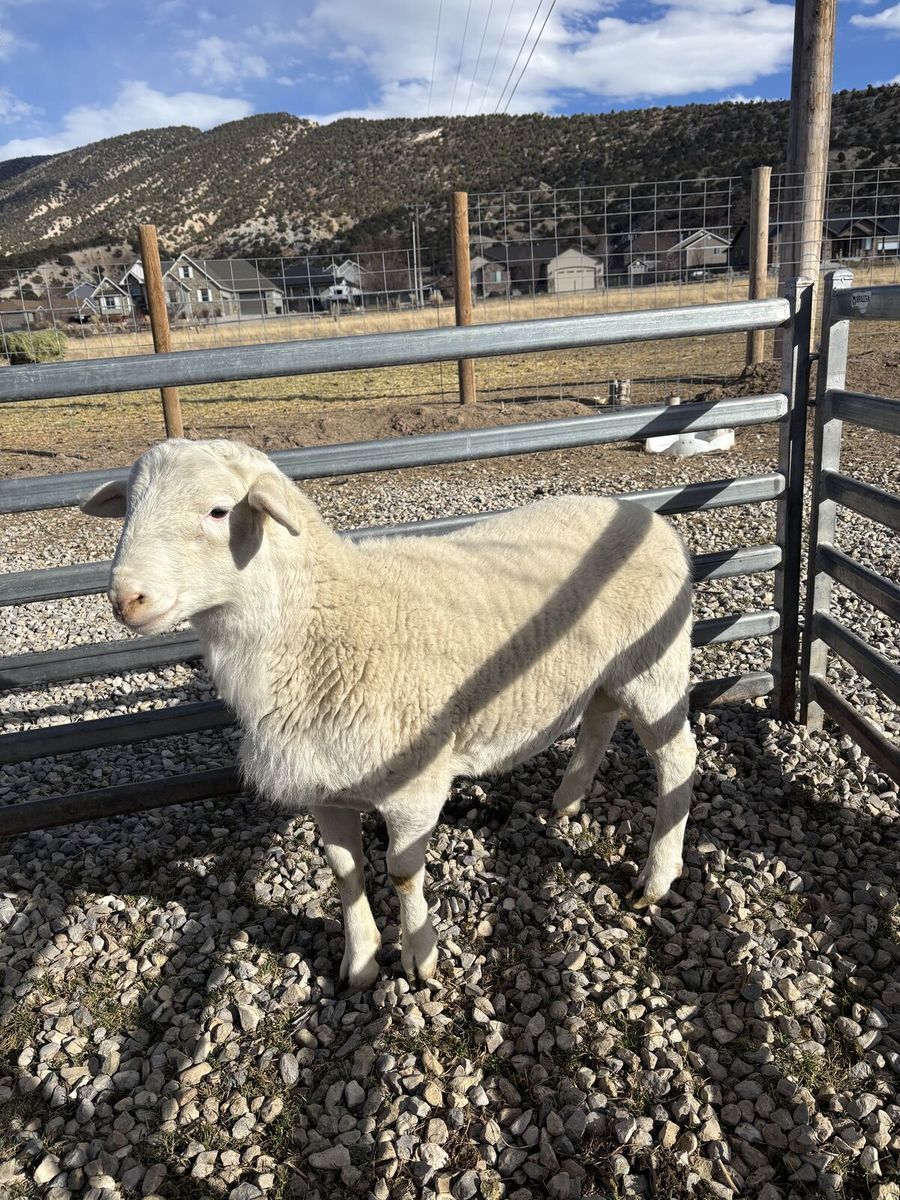 Australian White/Dorper Ram