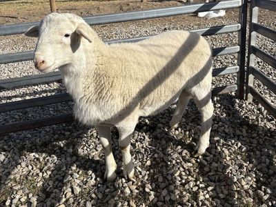 Australian White/Dorper Ram