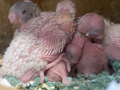 Baby Budgie/parakeets *please read Description