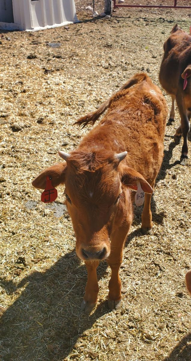 Steer Calf