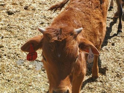 Steer Calf