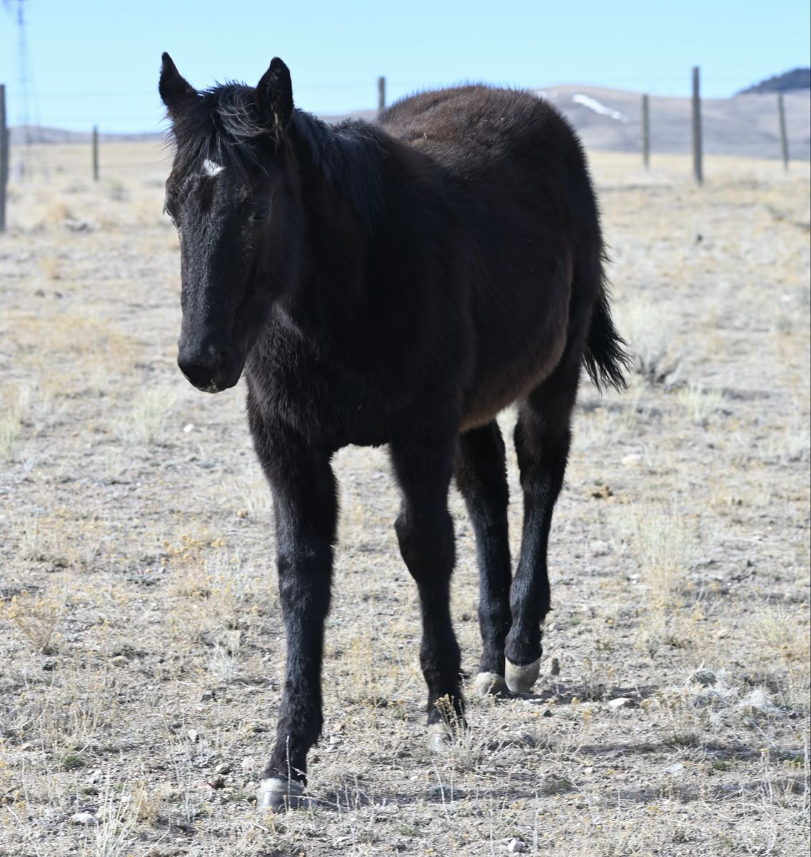 2025 AQHA Black Filly