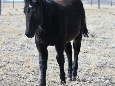2025 AQHA Black Filly