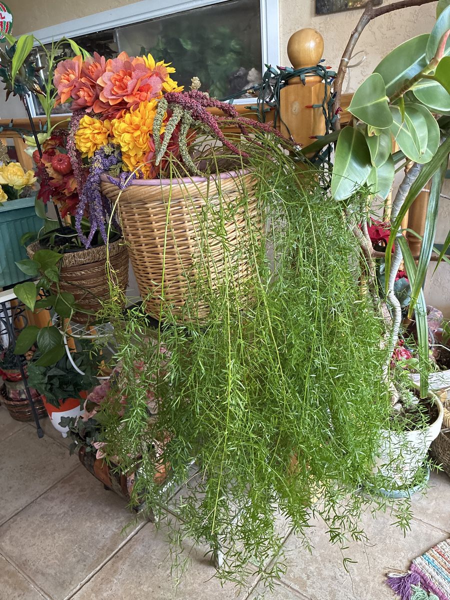 ASPARAGUS FERN 3’ FRONDS