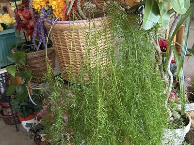 ASPARAGUS FERN 3’ FRONDS