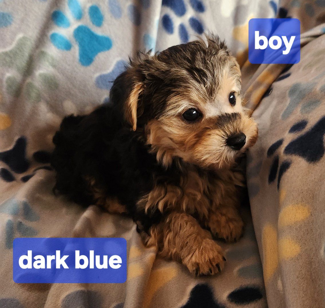 only 1 maleYorkiepoo puppy left