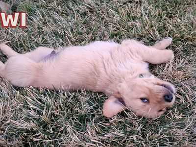 AKC Golden Retriever Puppy - One Last Boy Left - Ready to Go Home!