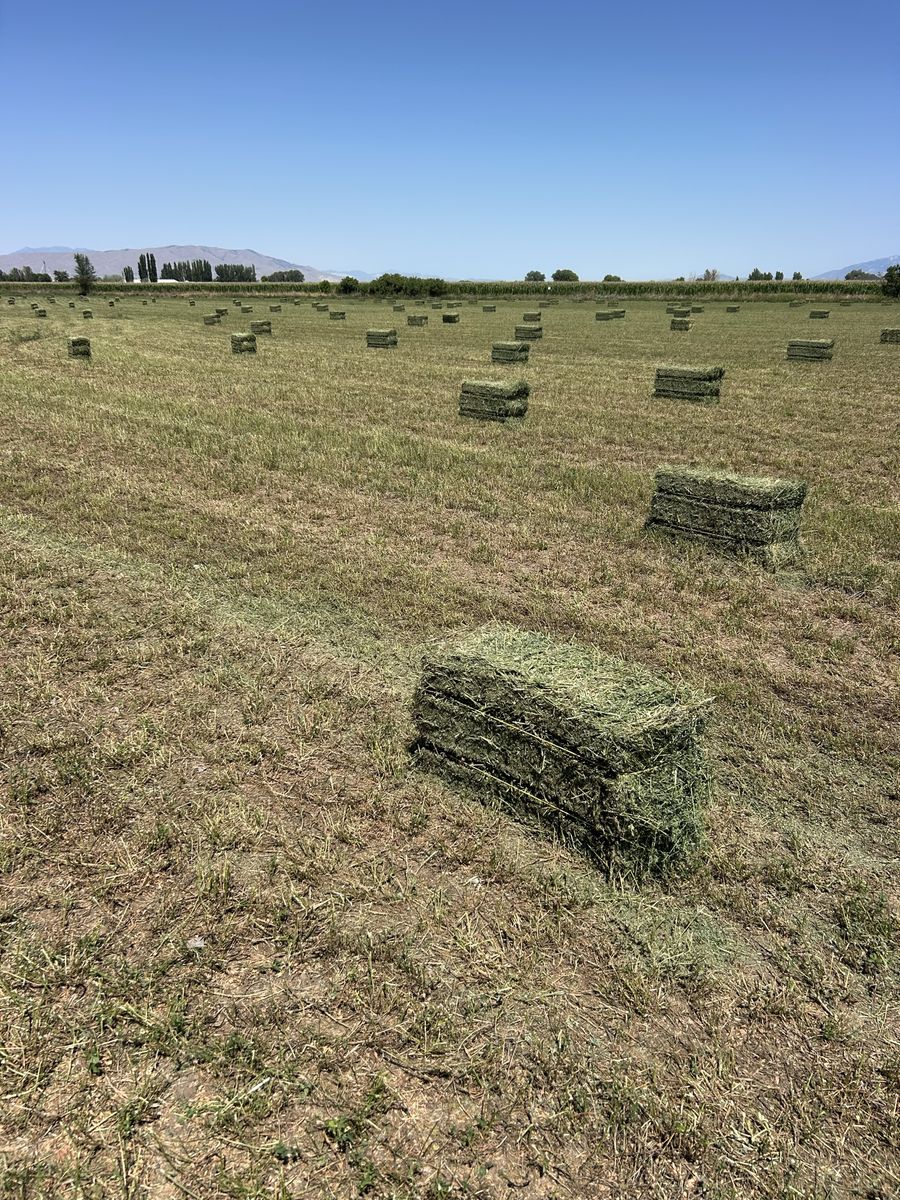 Premium Quality Alfalfa Hay