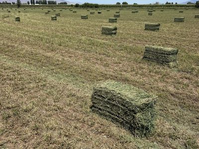 Premium Quality Alfalfa Hay