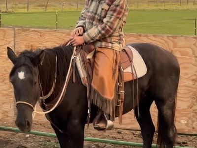 Half Draft Mare