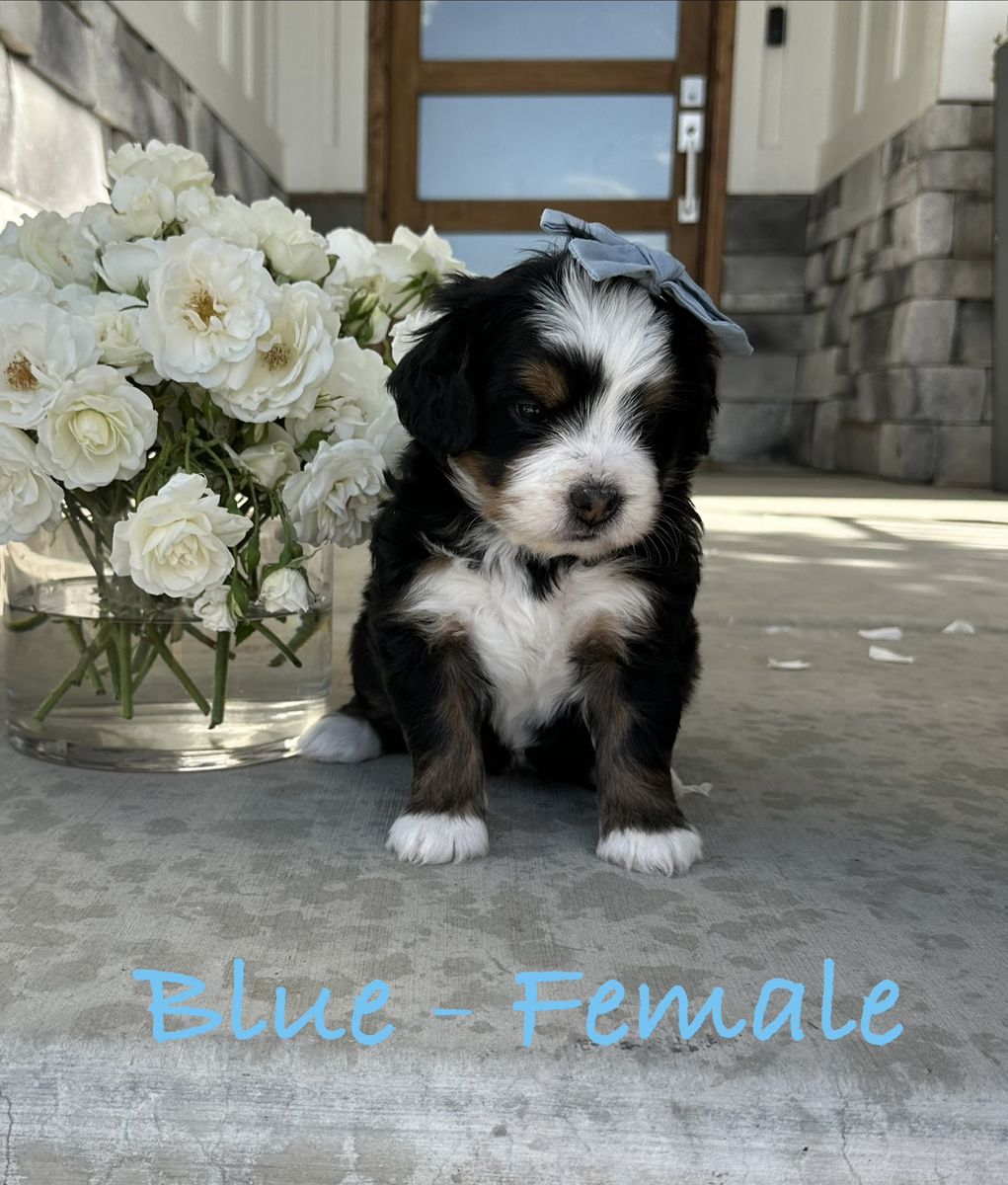 Bernedoodle Puppies - Tri-color, Red and White Tuxedo