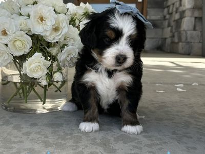 Bernedoodle Puppies - Tri-color, Red and White Tuxedo