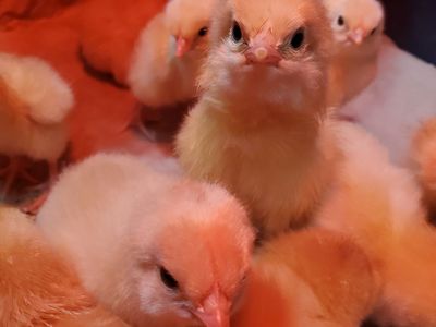 Chicks! Buff Orpington/New Hampshire