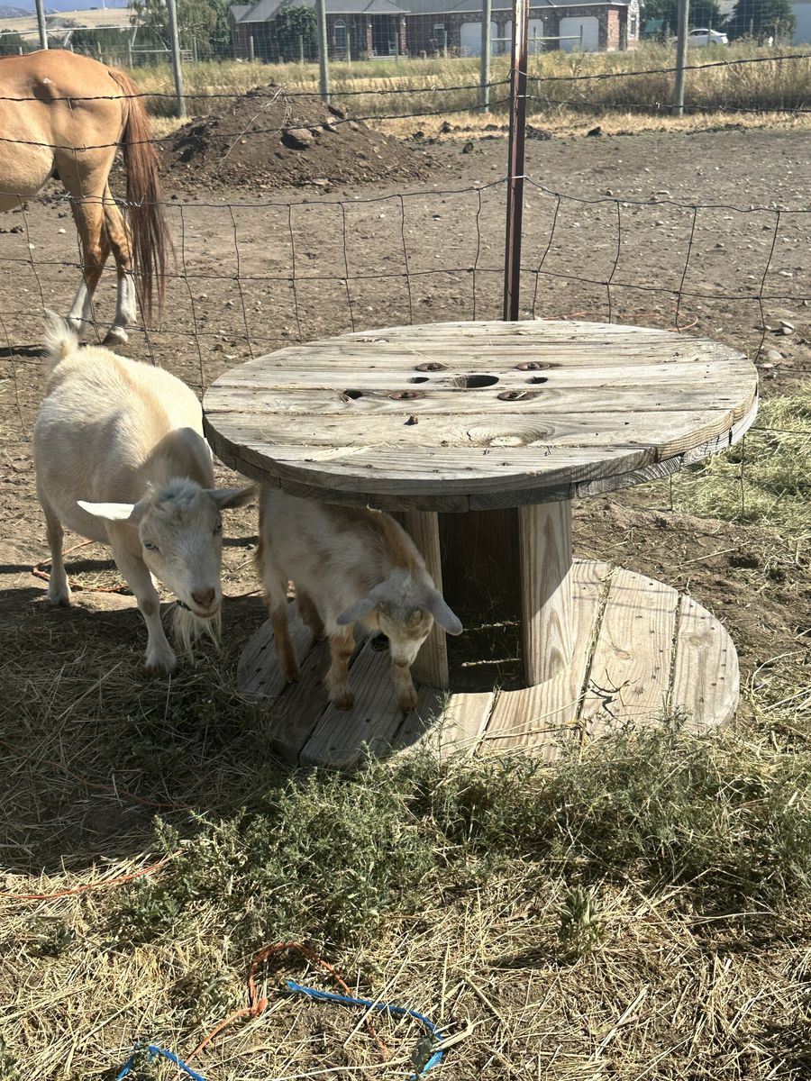 Nigerian dwarf kids