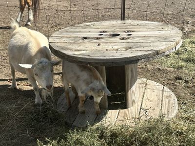 Nigerian dwarf kids