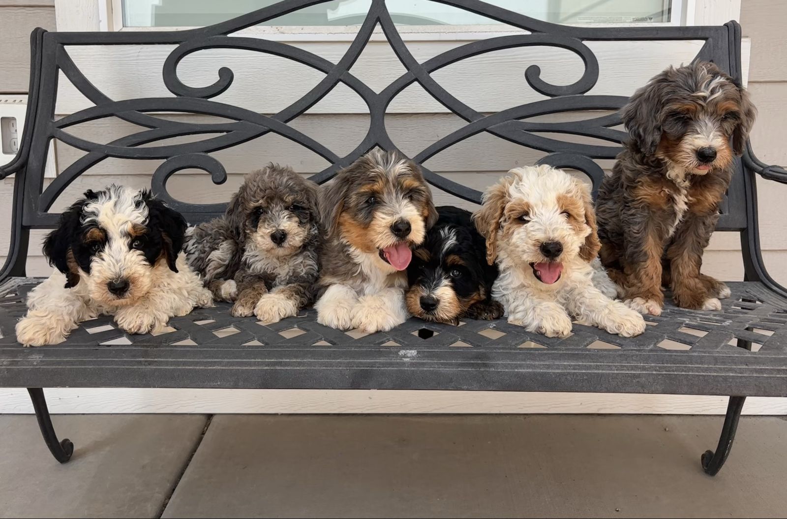 Multigenerational Mini Bernedoodle Puppies