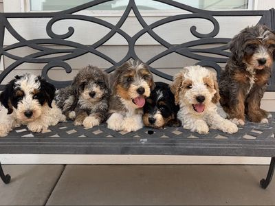 Multigenerational Mini Bernedoodle Puppies