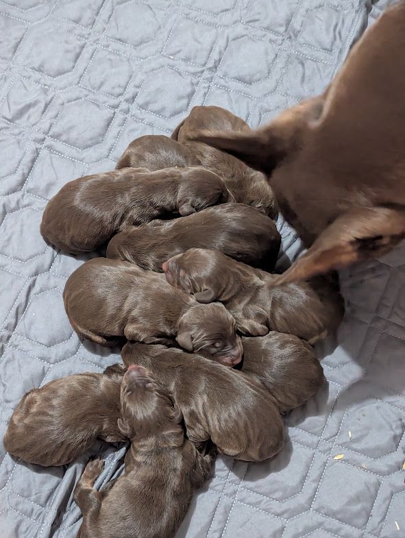 AKC Doberman Puppies - Mocha's 2026 Litter has arrived!