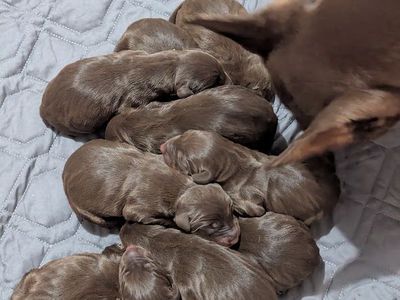 AKC Doberman Puppies - Mocha's 2026 Litter has arrived!