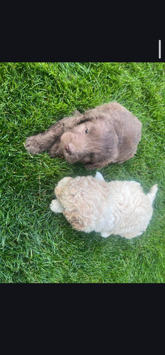 puppy poodles