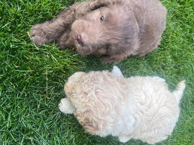 puppy poodles