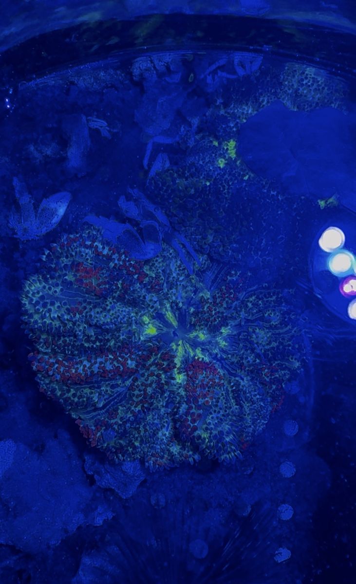 Mini Maxi Carpet Anemones - Purple, Green, and Rainbow Varieties