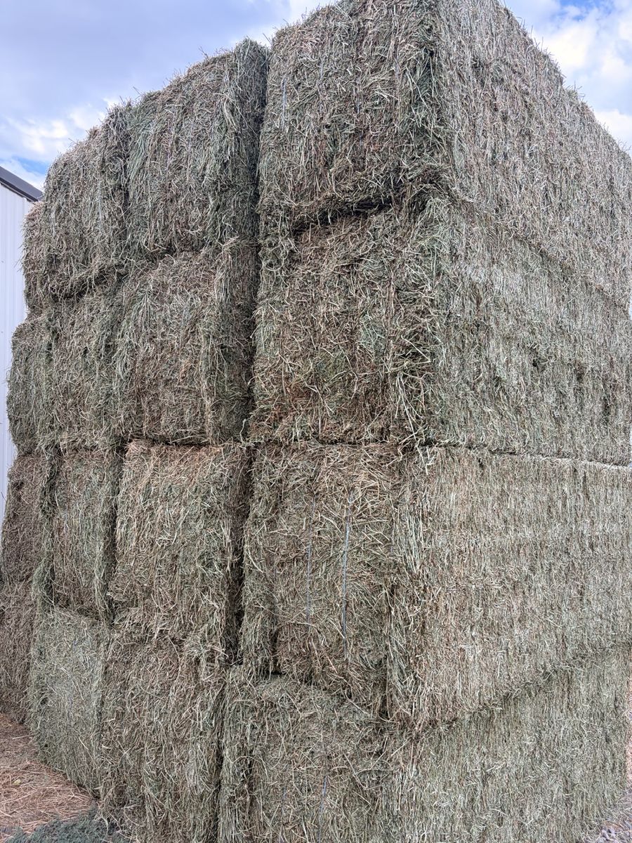 2nd Crop Alfalfa Hay