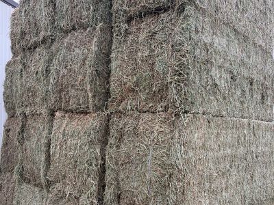 2nd Crop Alfalfa Hay
