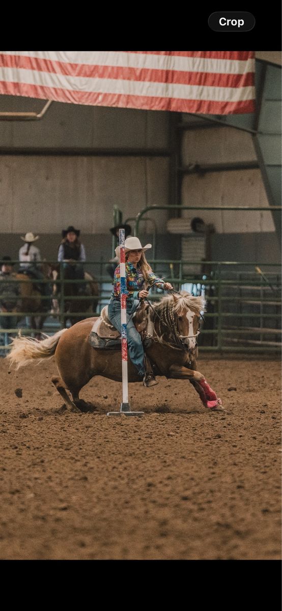 9yo pole/barrel horse