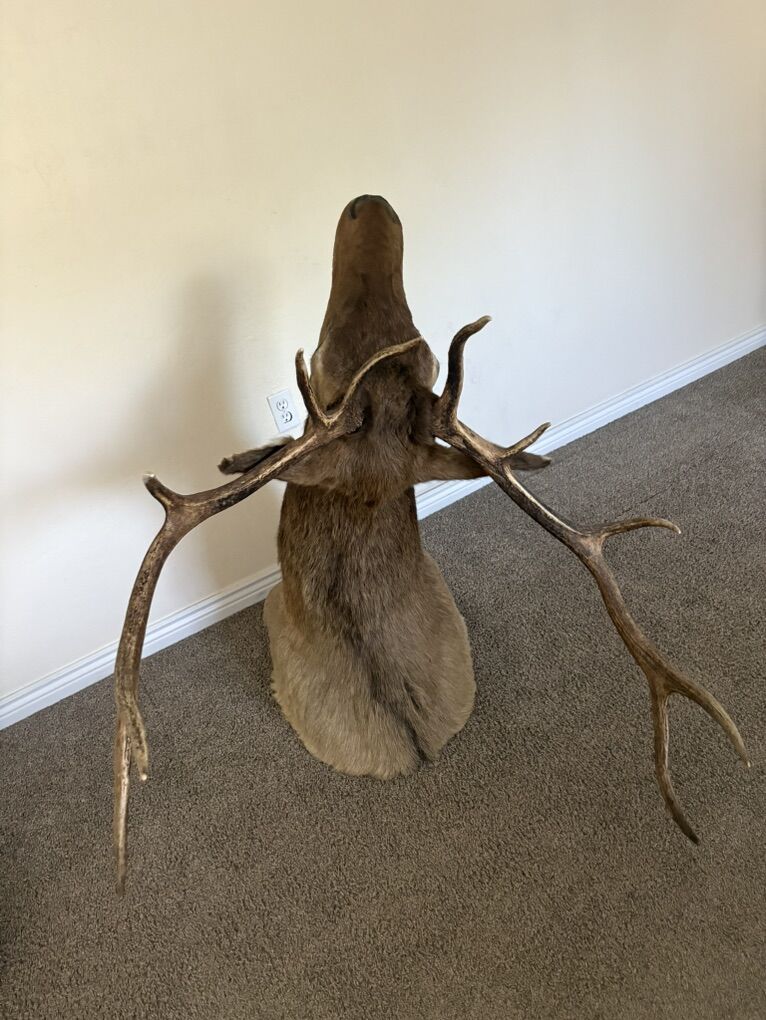 Elk Mount NEED GONE PRICE DROP