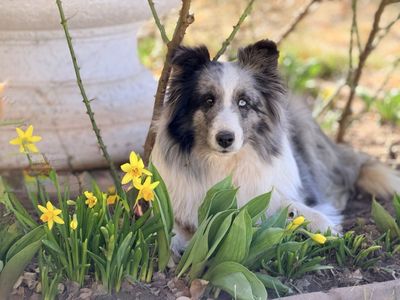 Sweet Blue Merle Sheltie