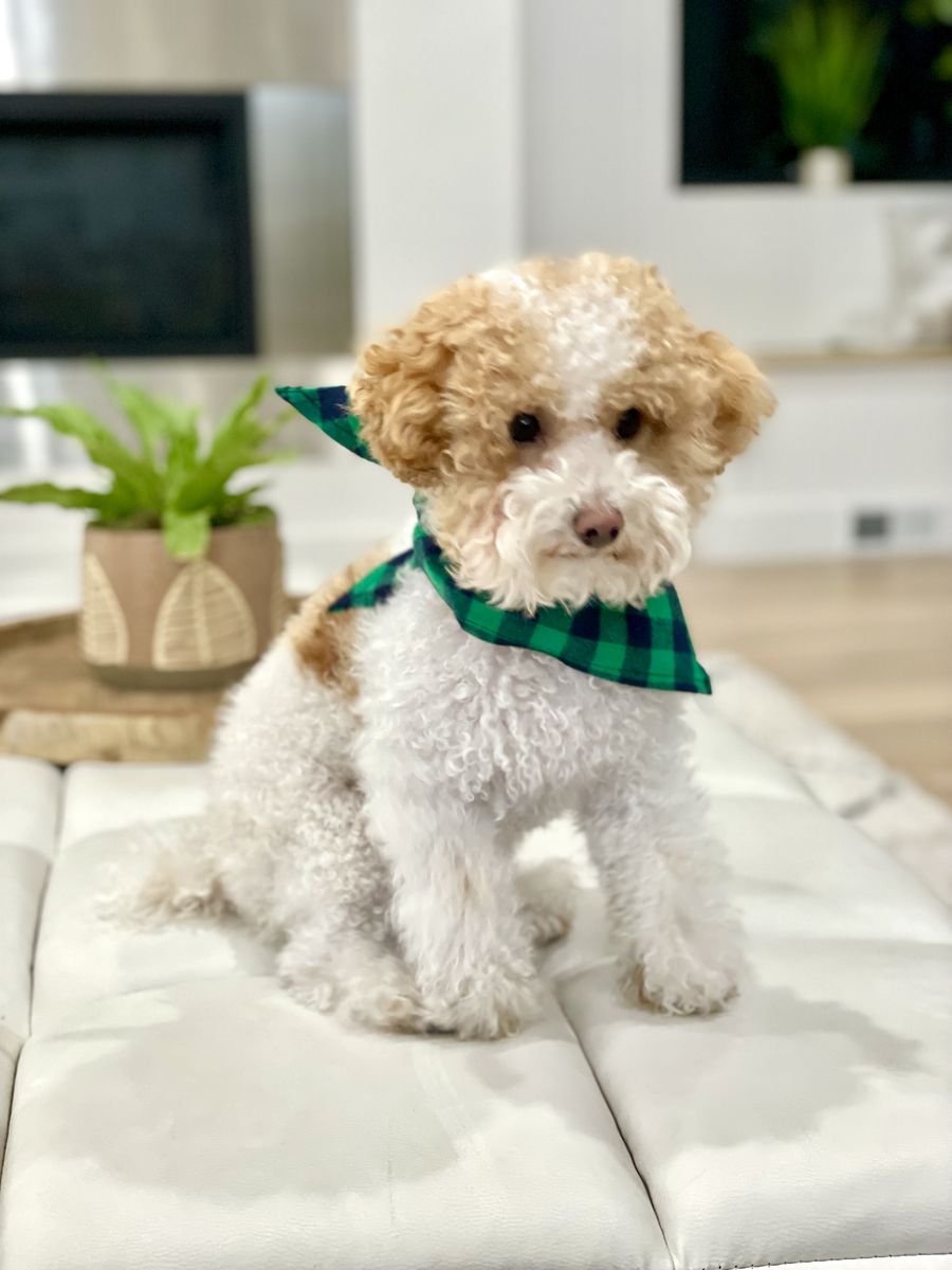 AKC 6 lb Parti Toy Poodle Stud 