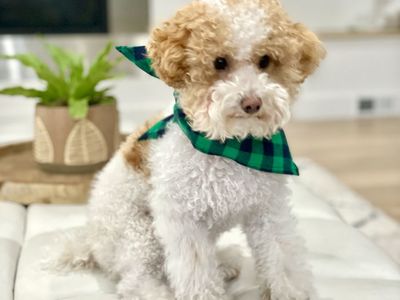 AKC 6 lb Parti Toy Poodle Stud