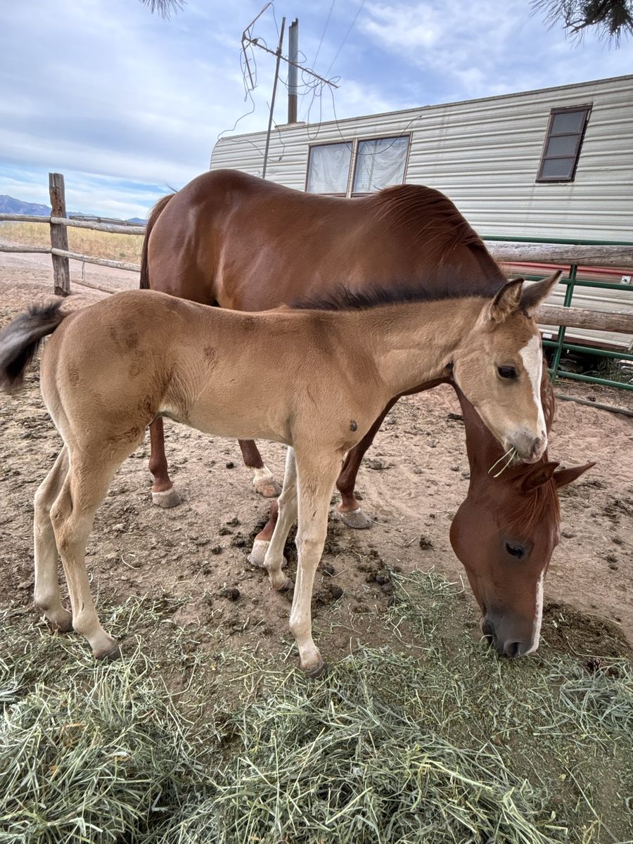 Two Horses for One Price – Mare & Colt Package